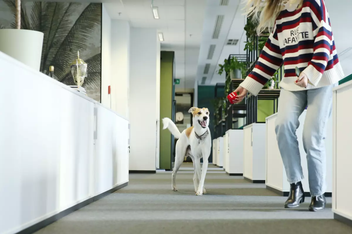 Pets in offices 1