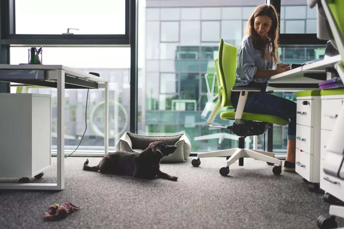 Pets in offices 2