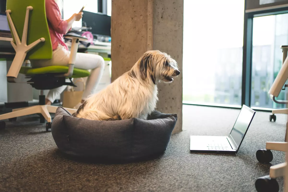 Pets in offices 3